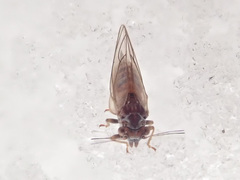 Cacopsylla melanoneura