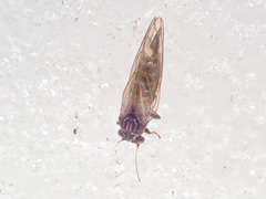 Cacopsylla melanoneura