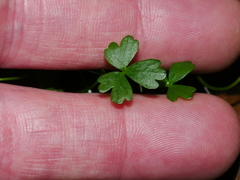 Ranunculus amphitrichus