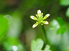 Ranunculus amphitrichus