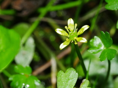Ranunculus amphitrichus