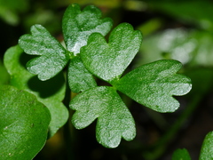 Ranunculus amphitrichus