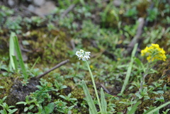 Allium humile