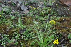 Allium humile