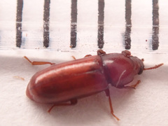 Corticeus