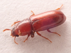 Corticeus
