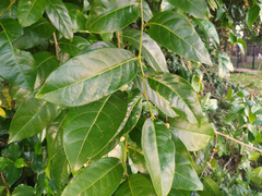 Glochidion harveyanum