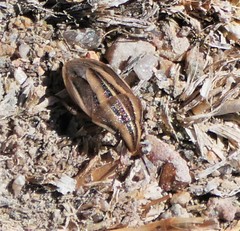 Aelia americana