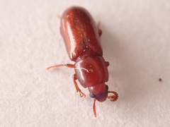 Corticeus
