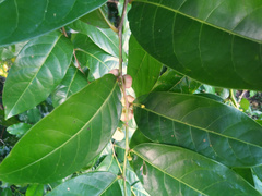 Glochidion harveyanum