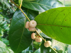 Glochidion harveyanum