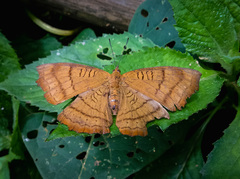 Pseudergolis wedah