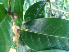 Glochidion harveyanum