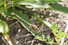Arigomphus lentulus
