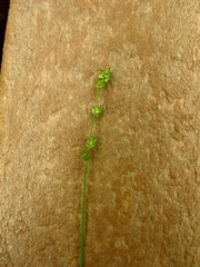 Carex rosea