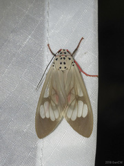 Amerila astreus