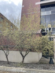 Cornus