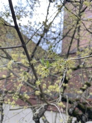 Cornus