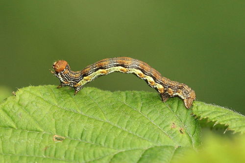 Didysis žiemsprindis nuotrauka