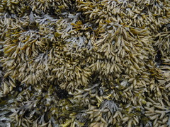 Fucus distichus evanescens