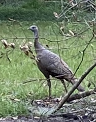 Meleagris gallopavo osceola