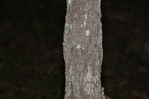Image of Acacia concurrens by (c) Greg Tasney, some rights reserved (CC BY-SA)