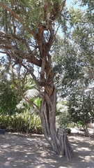 Ebenopsis caesalpinioides