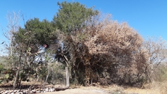 Ebenopsis caesalpinioides