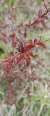 Toxicodendron diversilobum