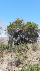 Ebenopsis caesalpinioides