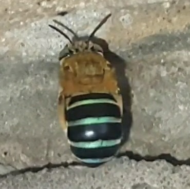 Amegilla cingulata photo 4