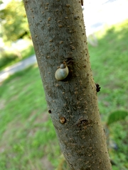 Succineidae