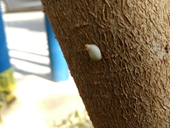 Succineidae