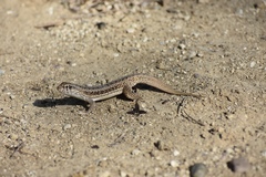 Leiocephalus raviceps uzzelli