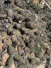 Opuntia fragilis