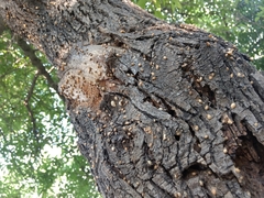Succineidae