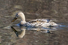 Anas platyrhynchos domesticus