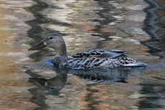 Anas platyrhynchos domesticus