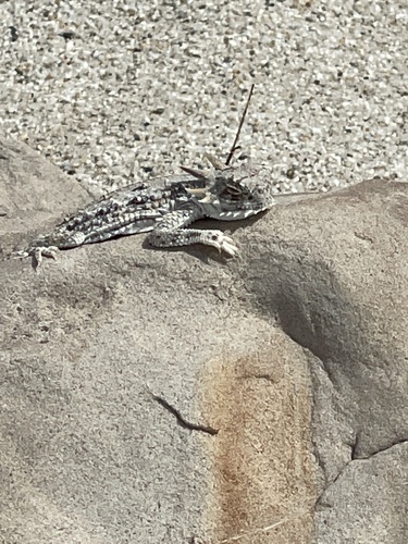 Tarantula Wash Road