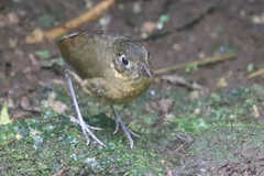 Grallaria haplonota