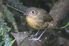 Grallaria haplonota