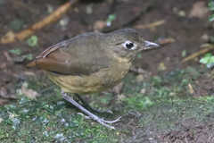 Grallaria haplonota