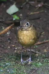 Grallaria haplonota