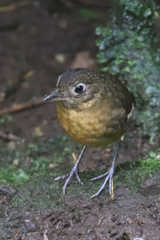Grallaria haplonota