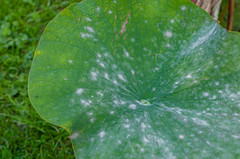 Erysiphe takamatsui