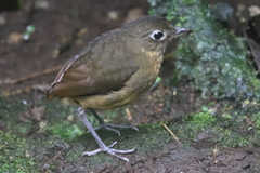 Grallaria haplonota