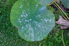 Erysiphe takamatsui