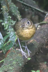 Grallaria haplonota