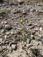 Ibervillea sonorae