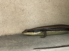 Eutropis longicaudata